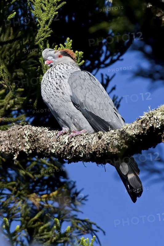 Topknot Pigeon (Lopholaimus antarcticus), Queensland, Australia