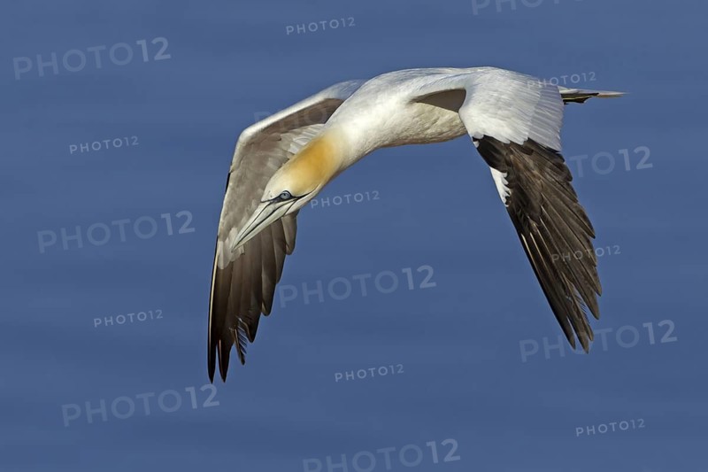 Northern Gannet (Morus bassanus) flying, Schleswig-Holstein, Germany