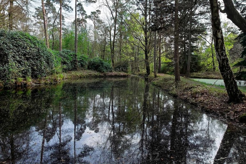 Forest with water pond and rhododendrons, Münsterland, North Rhine-Westphalia, Germany