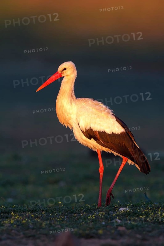 White Stork (Ciconia ciconia), Castile-La Mancha, Spain