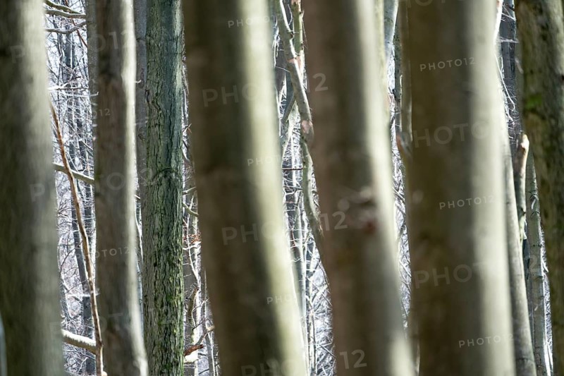 Details, Primeval forest Urwald Sababurg, Hofgeismar, Weser Uplands, Weserbergland, Hesse, Germany