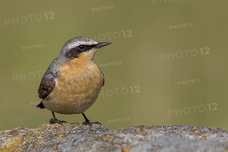 Northern Wheatear (Oenanthe oenanthe) male, Cheshire, United Kingdom