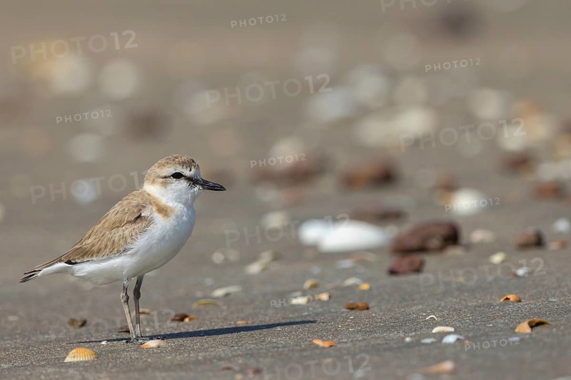 White-fronted plover, (Chaeadrius marginatus), (Ochthodromus marginatus), biotope, habitat, animals, birds, plover family, Kartong beach, Kartong, South Bank, Gambia
