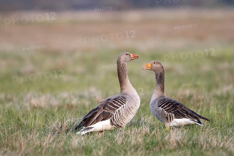 Greylag goose (Anser anser), pair, Ochsenmoor, Dümmer, Lemförde, Lower Saxony, Germany