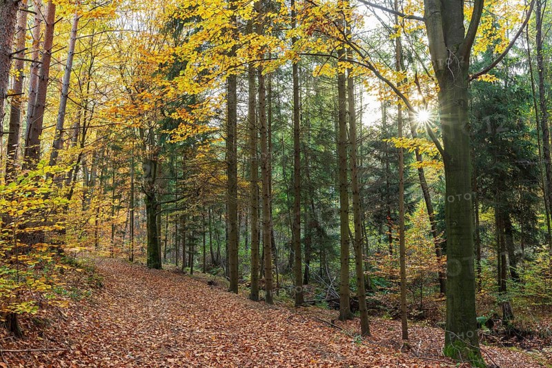 Forest trail through the colorful autumn forest, Friedewald, Weinböhla, Saxony, Germany