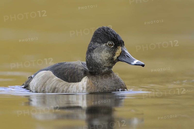Ring-necked Duck (Aythya collaris) female, British Columbia, Canada