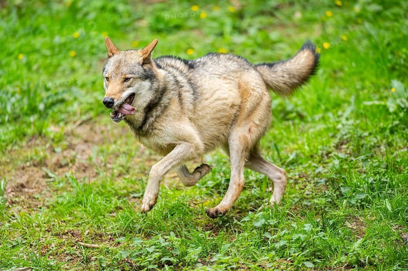 European gray wolf (Canis lupus lupus) on a meadow, Germany
