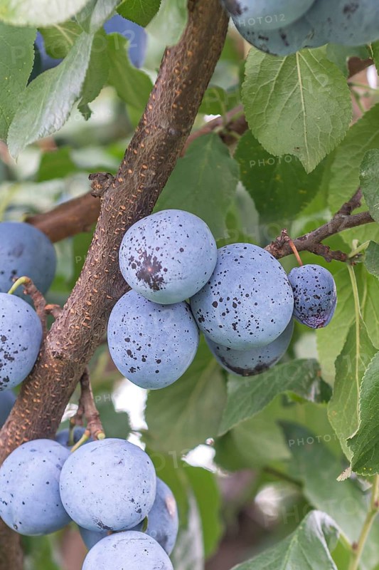 Plum (Prunus domestica 'Bühler Frühzwetsche' - type 315),  Germany