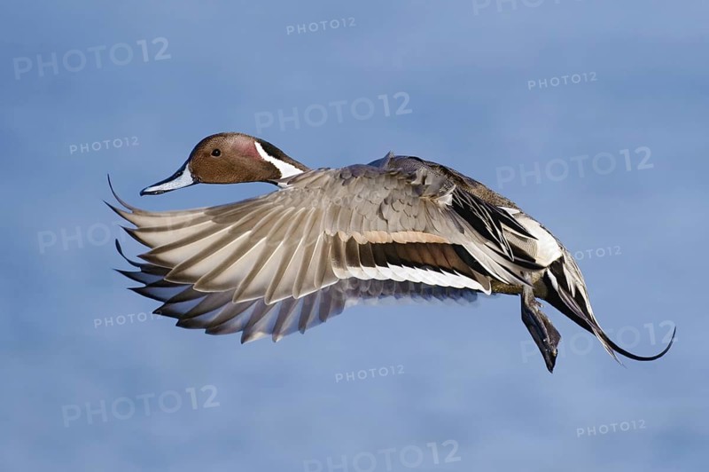 Northern Pintail (Anas acuta) male flying, British Columbia, Canada