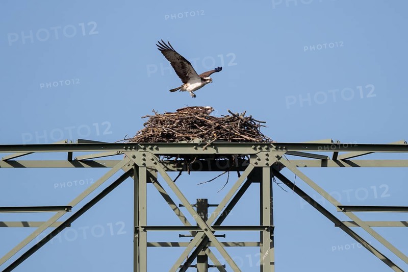 An osprey flies over its eyrie, Müritz region, Mecklenburg-Western Pomerania, Germany