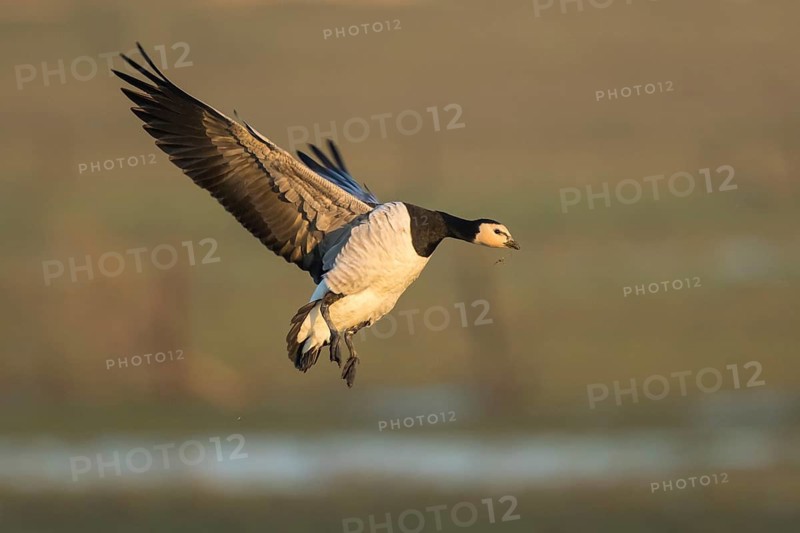 Barnacle Goose (Branta leucopsis) landing, North Rhine-Westphalia, Germany