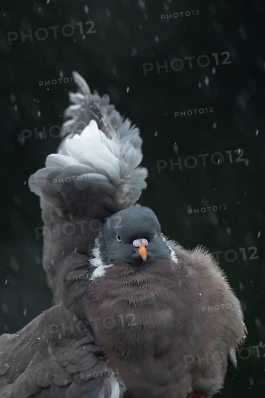 Wood pigeon (Columba palumbus) adult garden bird in a rain storm in summer, England, United Kingdom