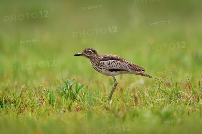 Water Dikkop, Burhinus vermiculatus, in the stone nature habitat, Okavango delta in Botswana