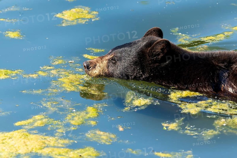 A black bear swimming through algae-covered water, American Black Bear (Ursus Americanus) France