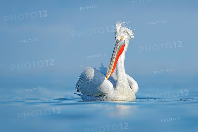 Dalmatian pelican, Pelecanus crispus, in Lake Kerkini, Greece. Palican with open wing, hunting animal. Wildlife scene from Europe nature. Bird on blue sky. Palican with long orange bill. Bird in fly
