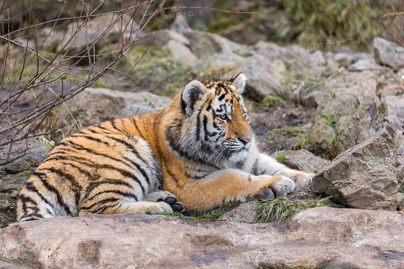 One young Siberian Tiger, Panthera tigris altaica resting on rocks, green vegetation in the background