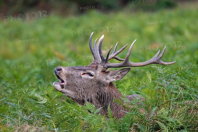 Red deer (Cervus elaphus) stag bellowing among bracken in woodland during the rut in autumn, fall