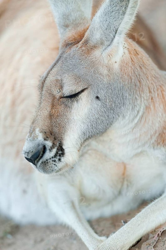 Eastern grey kangaroo (Macropus giganteus) sleeping, Lone Pine Koala Sanctuary, Brisbane, Queensland, Australia