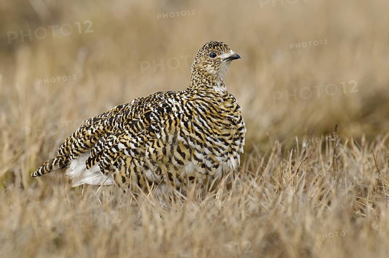 Rock Ptarmigan (Lagopus muta) female, Alaska, USA