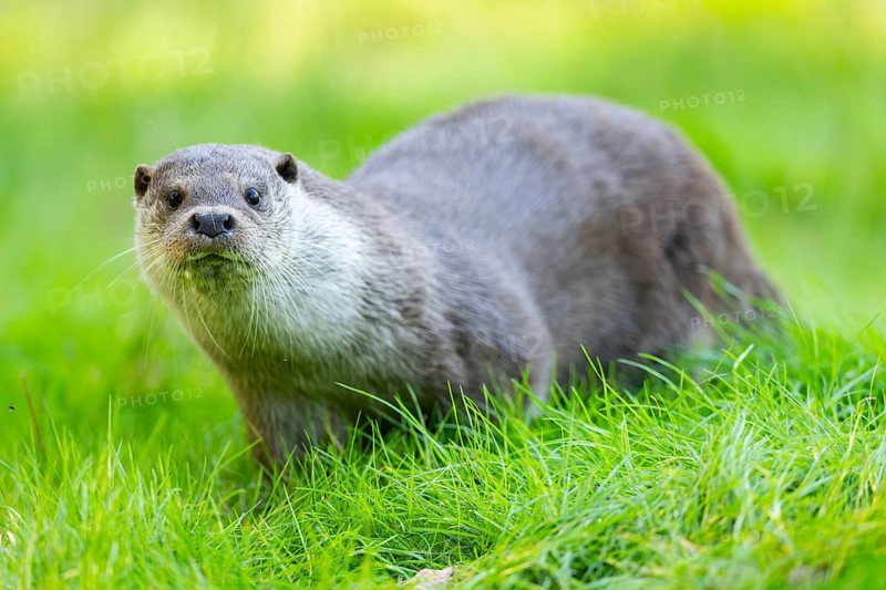 Eurasian otter (Lutra lutra) on a meadow, Hesse, Germany