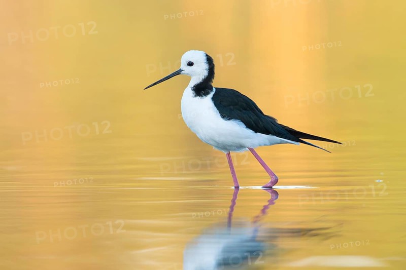 White-headed Stilt (Himantopus leucocephalus), Victoria, Australia
