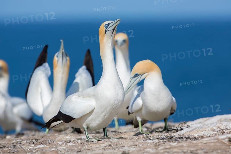 Australasian Gannet (Morus serrator), Victoria, Australia