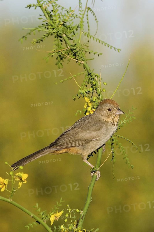 Canyon Towhee Pipilo fuscus Tucson, Arizona, United States 7 June Adult Emberizidae