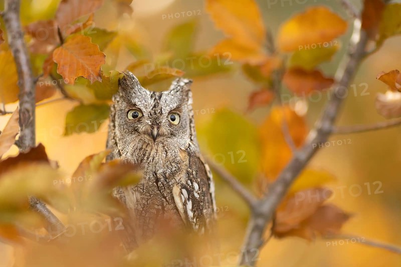 Eurasian Scops Owl (Otus scops) captive, Bavaria, Germany