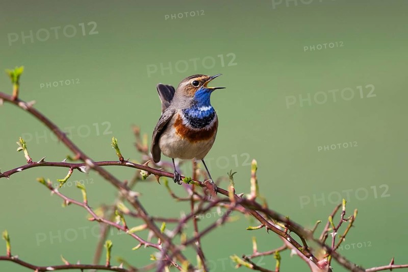 Bluethroat (Luscinia svecica cyanecula), adult male, singing and displaying in its breeding territory, Hesse, Germany
