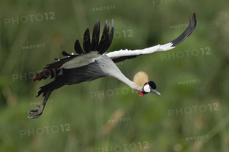 Grey Crowned Crane (Balearica regulorum) flying, Uganda