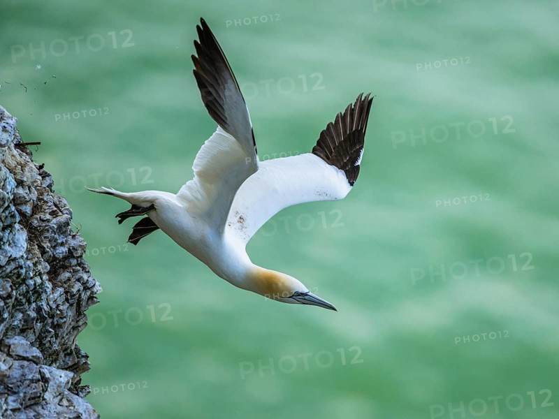 Northern Gannet, Morus bassanus, bird in flight over sea, Bempton Cliffs, North Yorkshire, England, United Kingdom