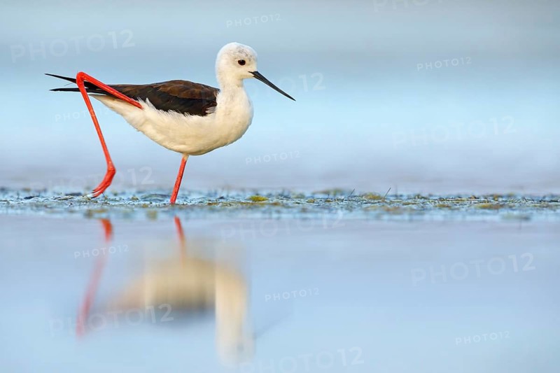 Black-winged Stilt, (Himantopus himantopus), avocet family, biotope, habitat, foraging, East Khawr Khawr Ad Dahariz, Salalah, Dhofar, Oman