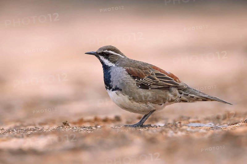 Chestnut Quail-thrush (Cinclosoma castanotum) young male perched on the ground, Victoria, Australia