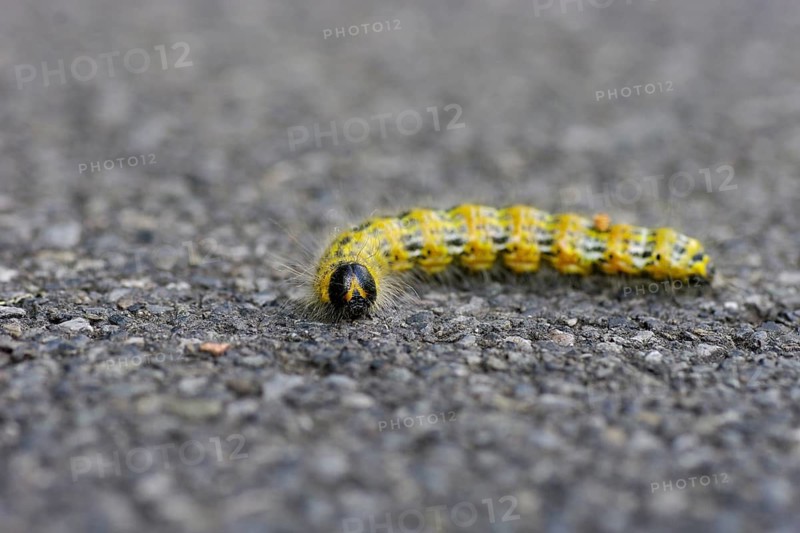 Moonspot (Phalera bucephala), caterpillar, moth, asphalt, close-up