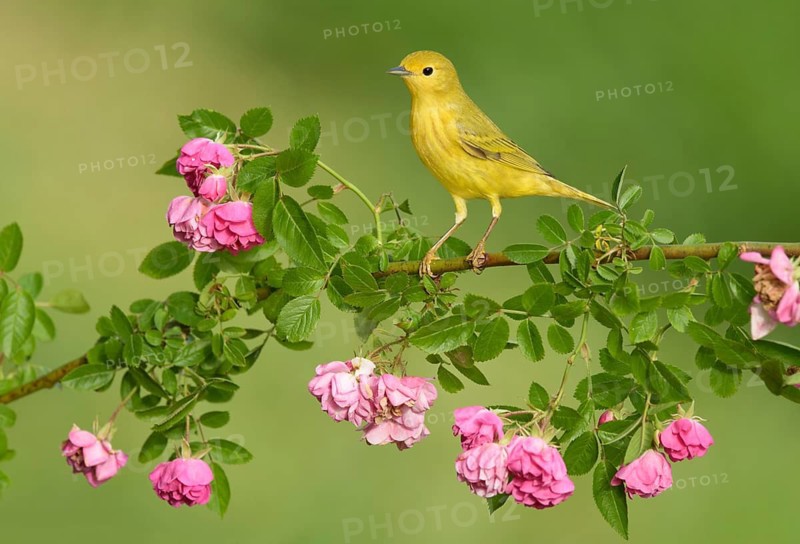 American Yellow Warbler (Setophaga aestiva) perched on a flowering branch, Texas, USA
