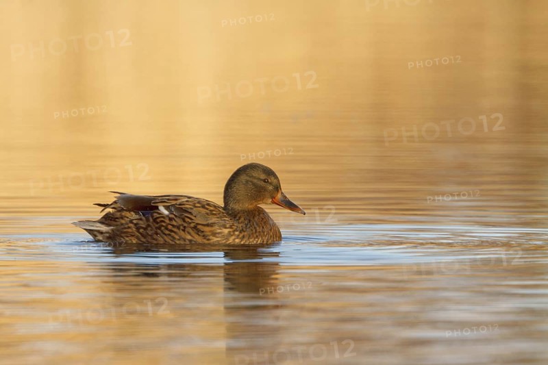 Mallard (Anas platyrhynchos) female, Utrecht, Netherlands