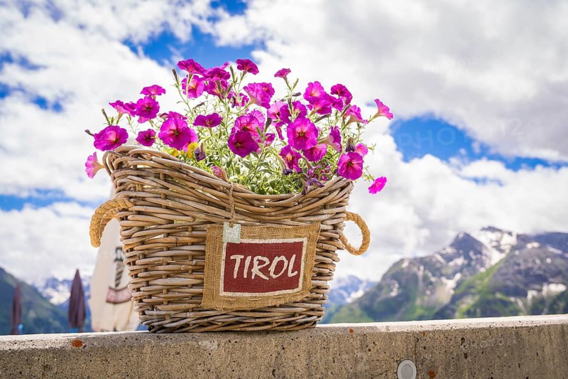 A basket of purple flowers with a Tyrol sign stands on a wall in front of a mountain landscape, Penken, Zillertal. Austria