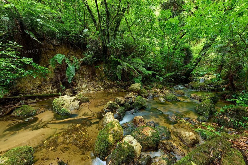 A small stream flows through a dense, green forest full of moss and stones, Waterfall track, Mclaren Fall Park, Omanawa, North Island, New Zealand