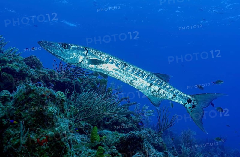 Great barracuda (Sphyraena barracuda), Caribbean, Maria la Gorda, Cuba
