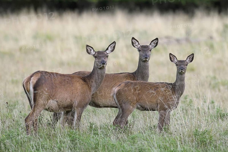 Red deer (Cervus elaphus) hind with calves foraging in meadow in late summer