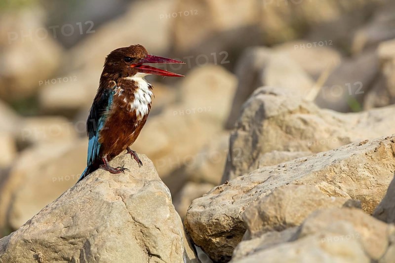 Brown kingfisher, (Halcyon smyrnensis), animals, birds, kingfisher, kingfishers, Tirat Zvi Fish Ponds, Bet Shean Valley, Northern District, Israel