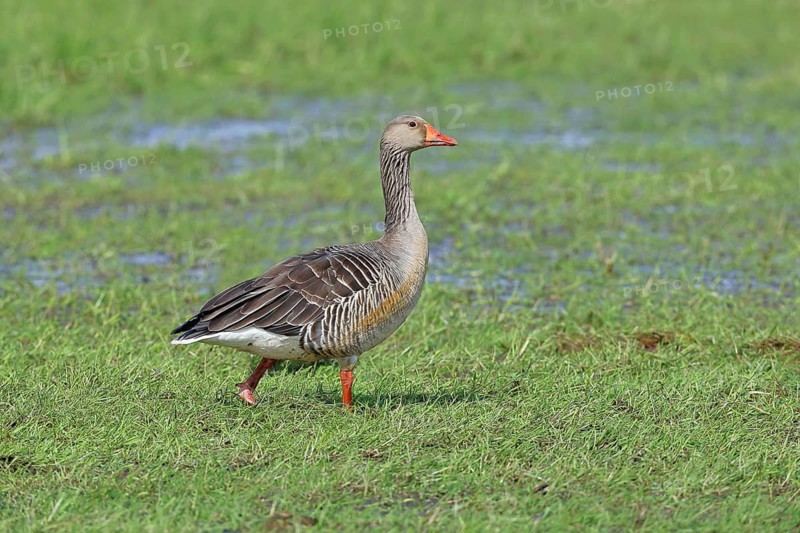 Grey goose (Anser anser) on a moor, Dümmer, Lake Dümmer, Ochsenmoor, Hüde, Lower Saxony, Germany