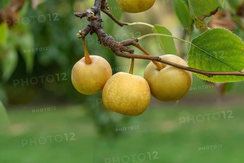 Nashi pear (Pyrus pyrifolia 'Shinseiki'), LVG Erfurt, Federal Republic of Germany