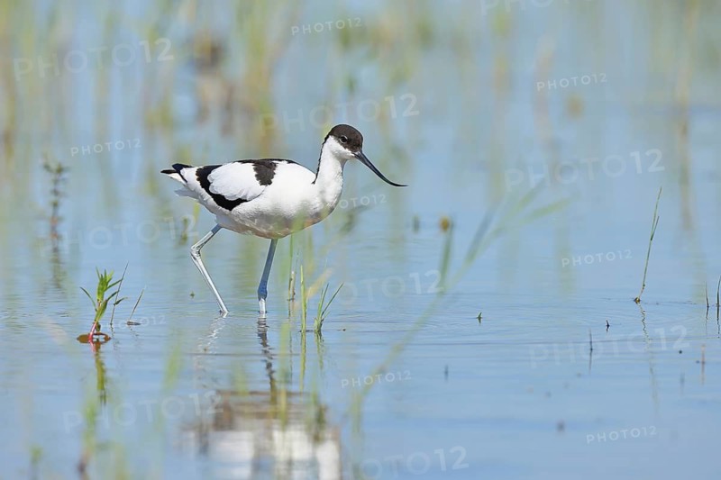 Avocet (Recurvirostra avosetta) adult wader walking in shallow water, Wildlife, Lake Neusiedl-Seewinkel National Park, Burgenland, Austria