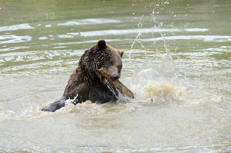 A bear playing in the water, splashing water around him, Eurasian brown bear (Ursus arctos arctos), Bavarian Forest National Park