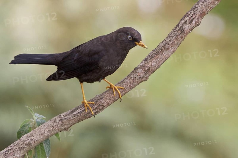 Sooty Robin (Tardus nigrescens) perched on a branch in Costa Rica, Central America