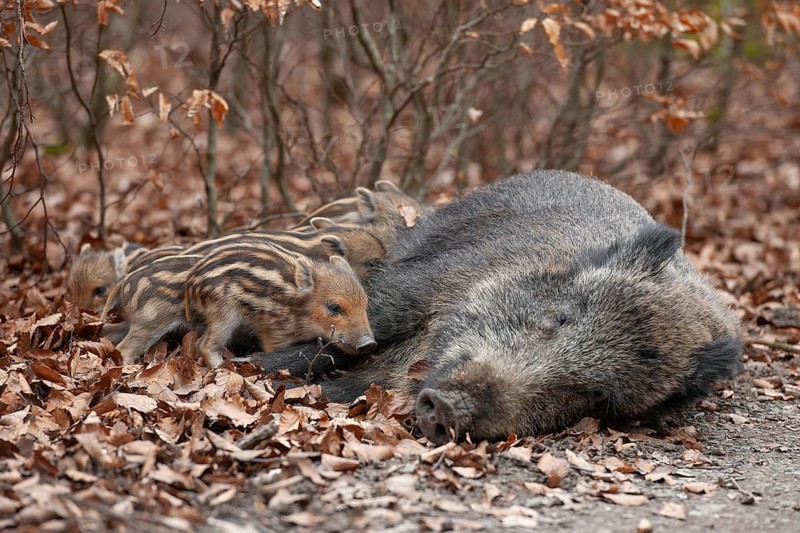 Wild boar, wild boar (Sus scrofa), a female lies on the ground and suckles young boars in the forest, Germany
