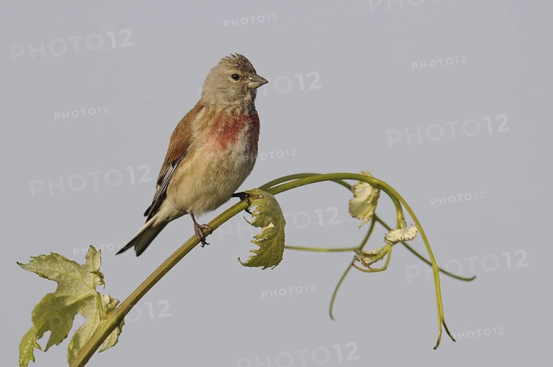 Common Linnet (Linaria cannabina) male, Austria