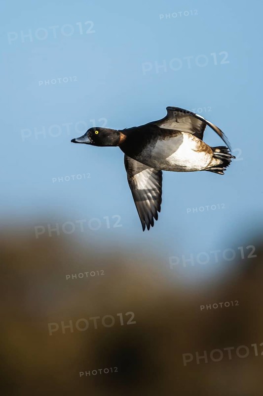 Tufted Duck, Aythya fuligula, male in flight