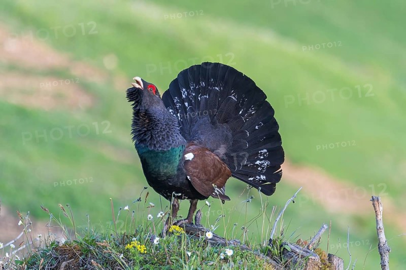 Auerhuhn (Tetrao urogallus) Western Capercaillie